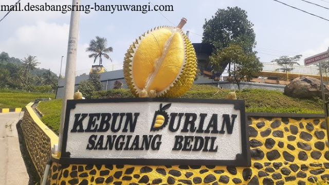 Kebun Durian Sangiang Bedil Wisata Durian dan Alam